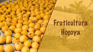 Fruticultura Hoçoya Conheça frutas diferentes em um turismo rural [upl. by Idona]