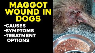 Maggots in Dog Wound  Maggots Removal in Dogs  Treatment of Maggot Wounds [upl. by Odnalo891]