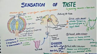 Sensation Of Taste  Taste Pathway  Physiology [upl. by Adnylem]