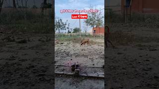 शिकारी कुत्ता latestnews animals farming dairyanimals [upl. by Ladin]