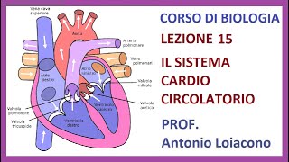 CORSO DI BIOLOGIA  Lezione 15  Il Sistema Cardio Circolatorio [upl. by Cedric]