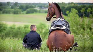 The Funniest Moments With Horses [upl. by Allimaj]