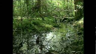 Shealys Pond Heritage Preserve [upl. by Erie339]