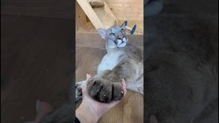 Have you ever seen a cougars paw braige cougar animals cat [upl. by Mareld]