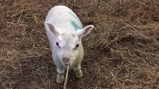 Construction et aménagement dune bergerie 🐑 [upl. by Diver779]