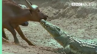 The Nile Crocodile vs Buffalo  Wild Africa  BBC Earth [upl. by Spitzer]