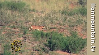 🐾 Caracal on the Hunt in the Kalahari  African Lesser Cats 🦌 [upl. by Arehs581]