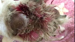 Maggots in dog paw  Veterinary Video [upl. by Aihpledalihp]