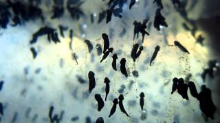 Freshly Hatched  Tadpoles [upl. by Enaj]