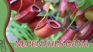 Quick Guide to NEPENTHES GAYA quotPitcher Plantquot [upl. by Letnoj885]