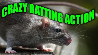 Epic Ratting Video You Cant Miss [upl. by Samanthia]