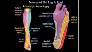 Exercises for Peripheral Neuropathy in the Feet and Legs [upl. by Asseret350]