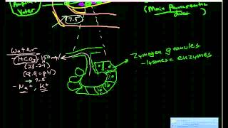 Pancreatic Physiology amp Pathophysiology [upl. by Attaynik]