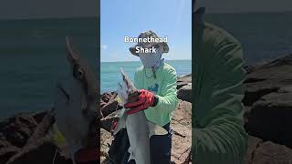 This is a 32 inch bonnethead shark fishing fishingshorts shark [upl. by Aciraa142]