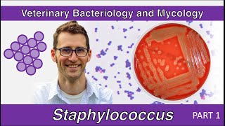 Staphylococcus Part 1  Veterinary Bacteriology and Mycology [upl. by Juan]