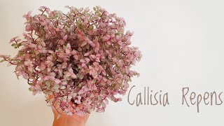 How to Propagate Callisia Repens Pink Panther and Callisia Care Tips ♥ [upl. by Thomsen780]