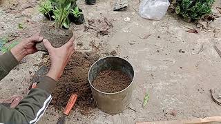 Indoor Palm Tree Planting Guide viralvideo viral trending [upl. by Beekman382]