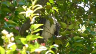 Juvenile Channelbilled Cuckoo [upl. by Dlanar]