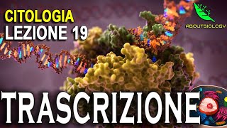 La TRASCRIZIONE del DNA Citologia lezione 19 [upl. by Auqined]