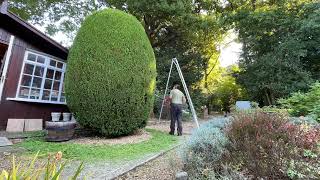 Trimming up a nicely shaped conifer 🌳tree🌳😀 [upl. by Herwin658]