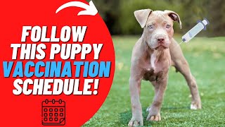 Heres the BEST time to get your pit bull puppy vaccinated [upl. by Kirchner]