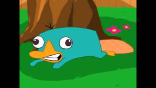 Perry the Platypus Noise [upl. by Quincey744]