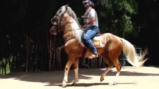 Lancaster um belo exemplar da raça mangalarga adestrado na Hipica Rancho Novo [upl. by Kciregor942]