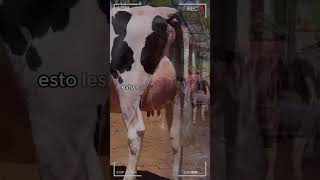 🔴 VACAS LECHERAS ✅ VacasLecheras vacas cow vacasdeleite [upl. by Shaffer457]