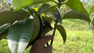 AgriTechnoLearning  Organic Mangosteen Propagation Using Fruiting Branches [upl. by Ras40]