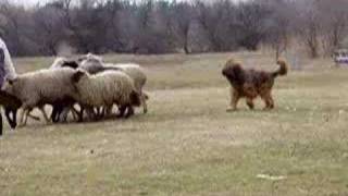 briard herding [upl. by Yreneh]