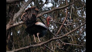 Wild Turkey Birds roosting in the trees at night A look at wild turkey behavior [upl. by Loring]