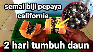 Cara semai benih biji pepaya california  calina [upl. by Letnuhs]