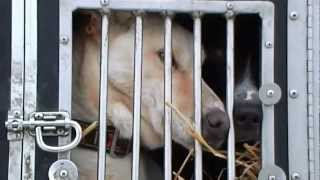 Sled Dogs in Alaska [upl. by Ogeid]