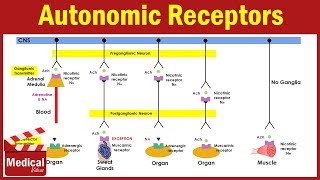 Pharmacology ANS 4 Autonomic receptors  Sympathetic Receptors and Parasympathetic Receptors [upl. by Lennox780]