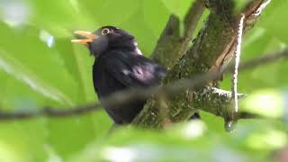 Blackbird  Turdus merula [upl. by Elleda]