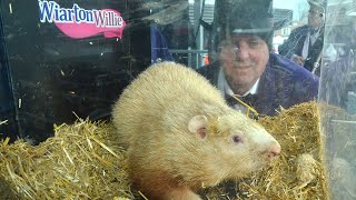 Ontario groundhog Wiarton Willie predicts an early spring [upl. by Sena]