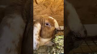 Крольземлерой rabbit cute music [upl. by Akinar]