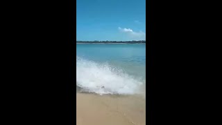 Sharks team up to chase crocodile out of the water [upl. by Repotsirhc]