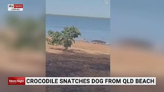 Crocodile snatches dog from QLD beach [upl. by Packer]