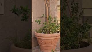 10 Meter High Trees in a Pot How to Grow Tall Trees at Home [upl. by Guinna]