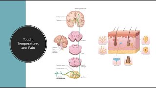 Touch temperature and pain [upl. by Nalyd]