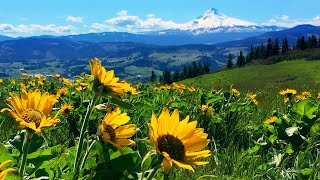 Relaxing Meadow with Ambient Nature Sounds Wildflowers and Mountain View  8 Hours [upl. by Dronel]