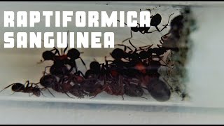 Formica Raptiformica sanguinea Unboxing I 300 Abospecial [upl. by Girvin]