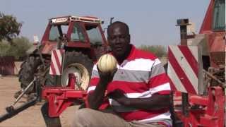 Cultiver des melons parfaits au Sénégal [upl. by Crifasi437]