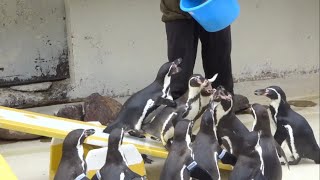 シーソーの上で大騒ぎ フンボルトペンギン おたる水族館 Penguins fussing on a seesaw [upl. by Anidal]