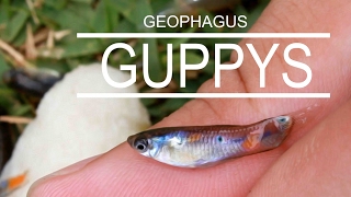 Como Capturar Guppys e Geophagus Brasiliensis [upl. by Araminta]