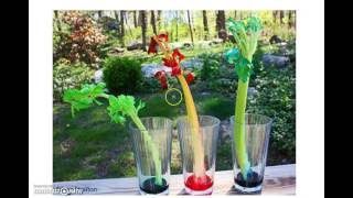 Experiment on Capillary Action or Capillarity using Capillary Tube [upl. by Garland]