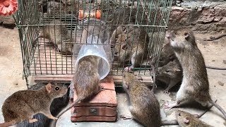 Best Rat Trap 2019 🐀 15 Mice in trapped 1 Hour 🐭 Mouse Rat trap 👍 How to Make Rat Trap [upl. by Namrac]