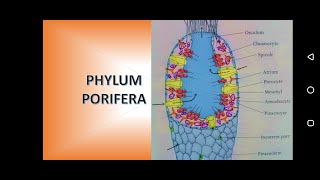 Phylum Porifera Sponges [upl. by Orest]