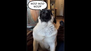 Pug howling his Woo woo woofs shorts pug henrypug pughowling [upl. by Amalberga]